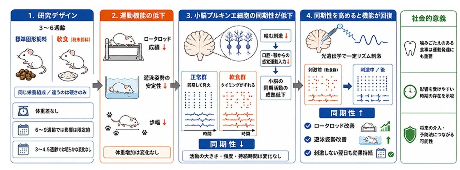 成長期の「噛む刺激」が運動機能の発達を支える？ ｜福祉・介護・支援