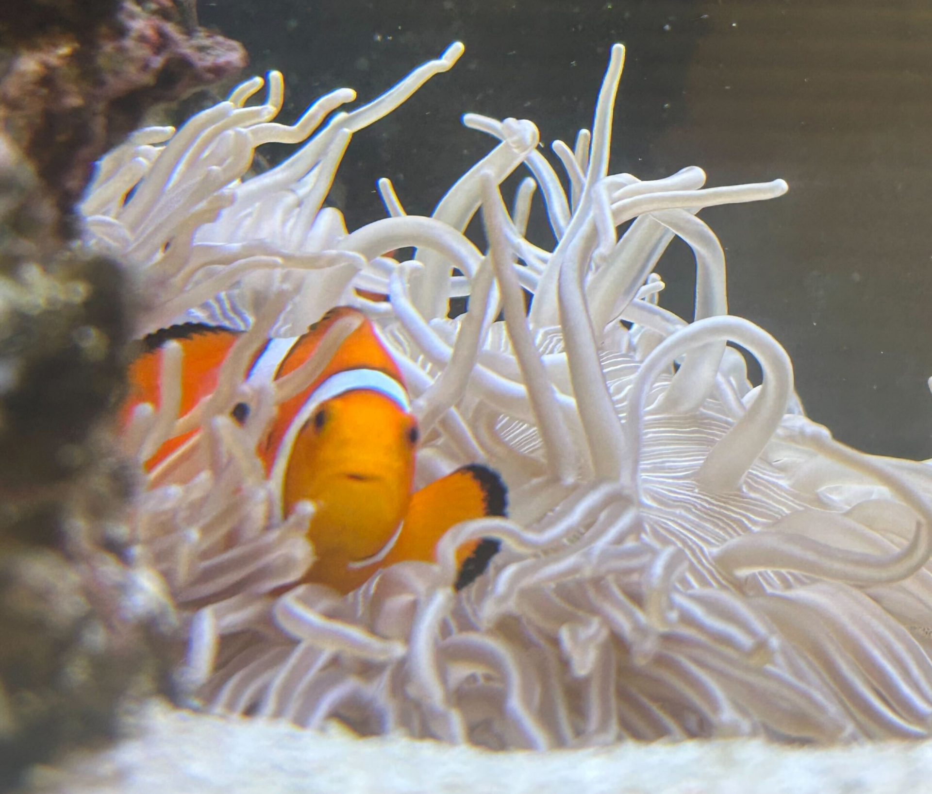 山田が好きな白金の森アクアリウムを撮りました