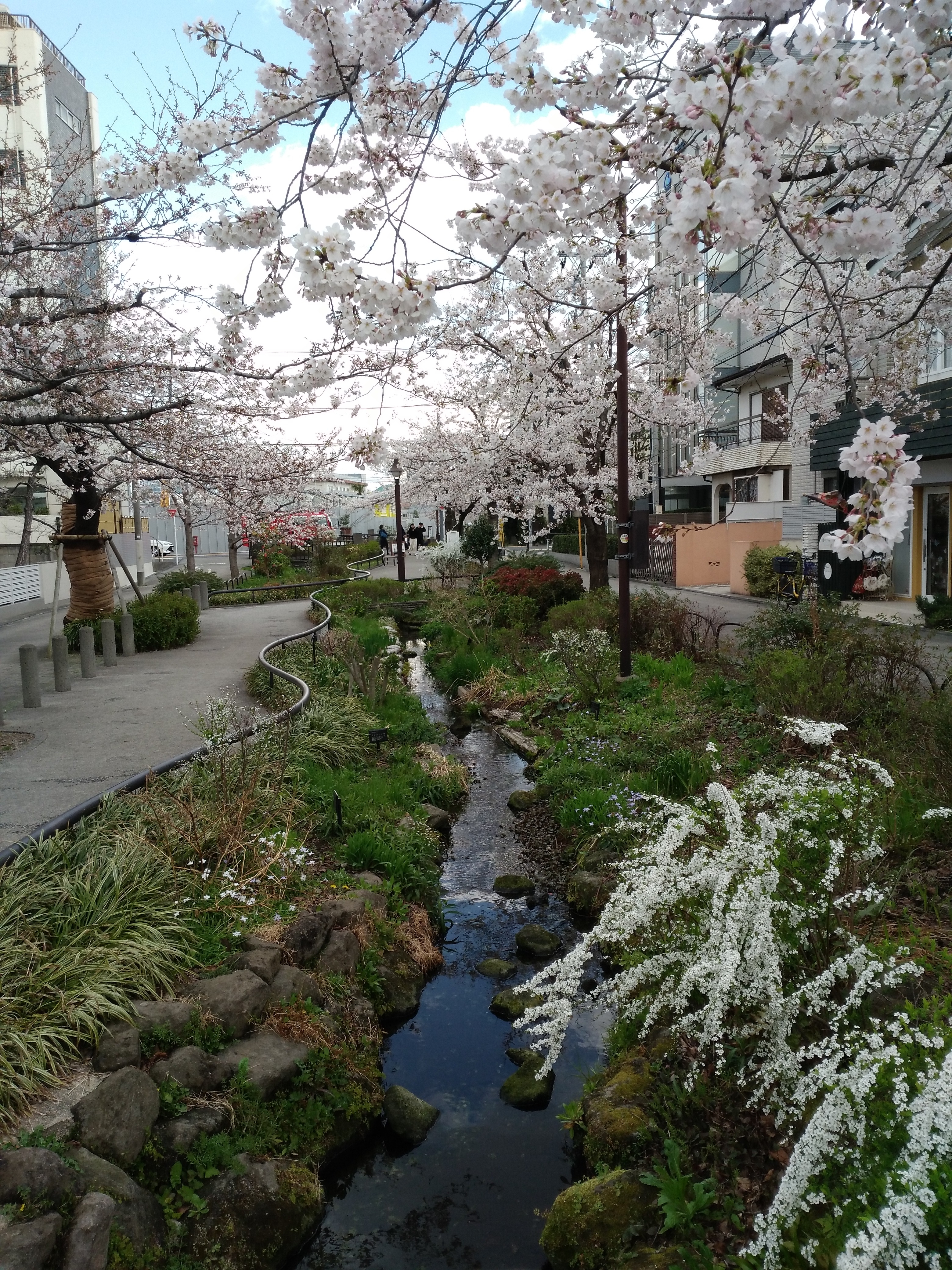 北沢川緑道の桜