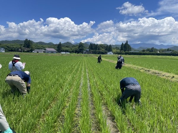 マルヘイ農園の田んぼ