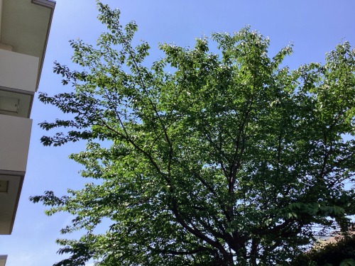 初夏の陽気ですね～