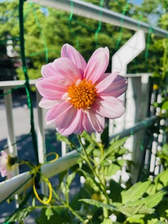 グングンキュウリも伸びはじめています。トマトも順調に！