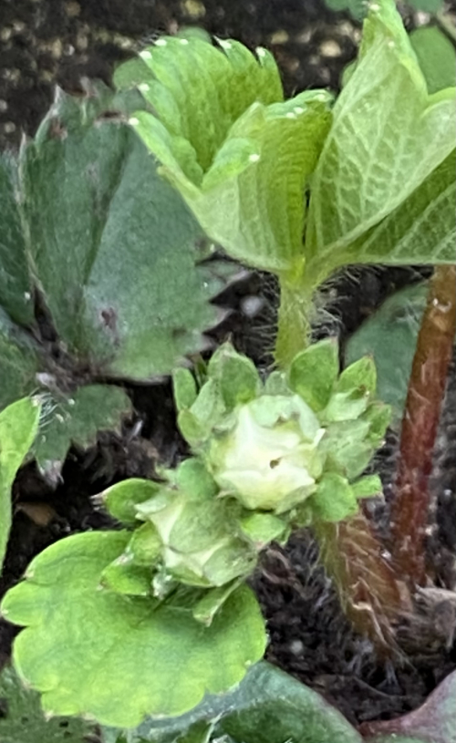 いちごの花芽