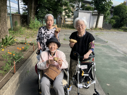 じゃがいも堀